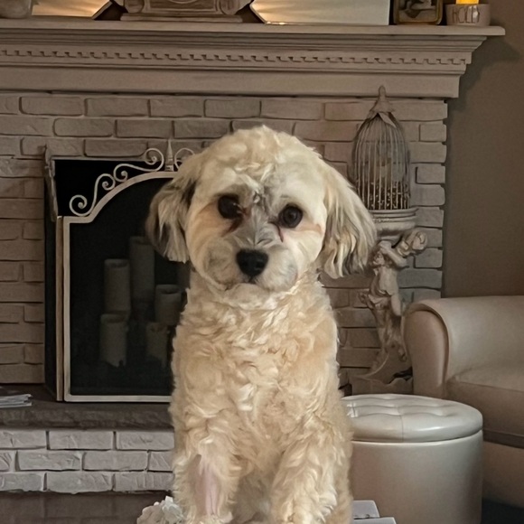 ❤️Meet your posher❤️ - Picture 11 of 11